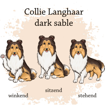 Motivauswahl für die Impfpasshülle Collie Langhaar dark sable